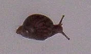 Oblovka žravá-achatina fulica
