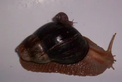 Oblovka žravá-achatina fulica
