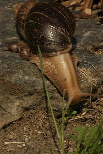 Oblovka žravá-achatina fulica