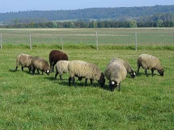 Romanovské jehnice