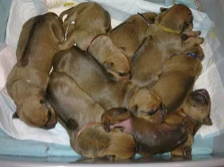 Štěňátka rhod.ridgebacka s PP