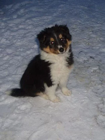 Šeltie-sheltie