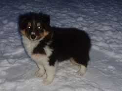 Šeltie-sheltie