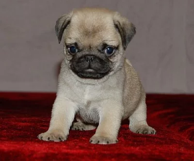 Mops