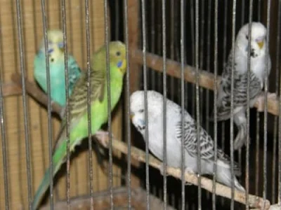 Agapornis škraboškový a fišerův