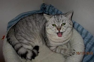 Britský kocourek whiskas s PP