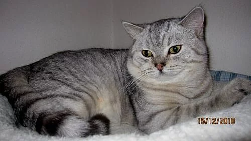 Britský kocourek whiskas s PP