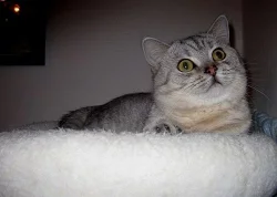 Britský kocourek whiskas s PP