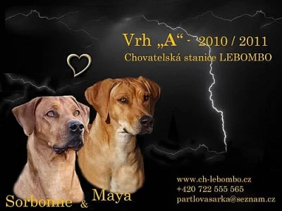 Štěňátka rhod.ridgebacka s PP