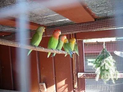 agapornis růžohrdlý