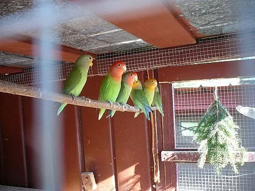 agapornis růžohrdlý