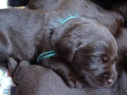 Prodám štěňata labrador retrievra
