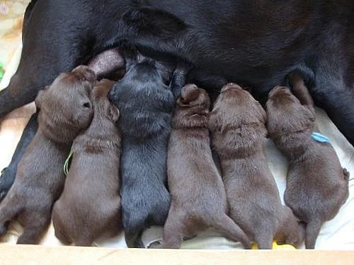 Prodám štěňata labrador retrievra