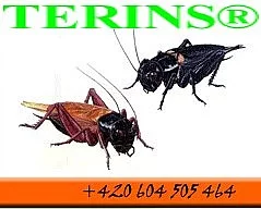 Kvalitní krmný hmyz TERINS®,