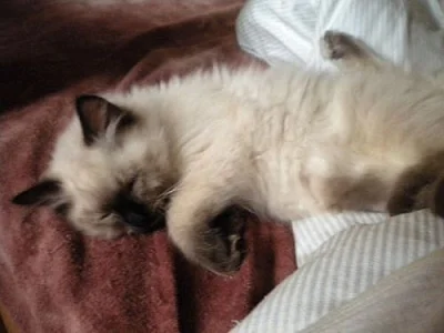 Ragdoll