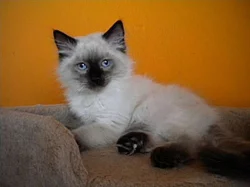 Ragdoll