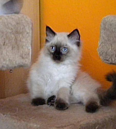 Ragdoll