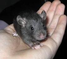 Potkaní miminka