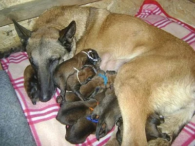 Belgický ovčák malinois