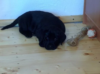 labradorský retriever