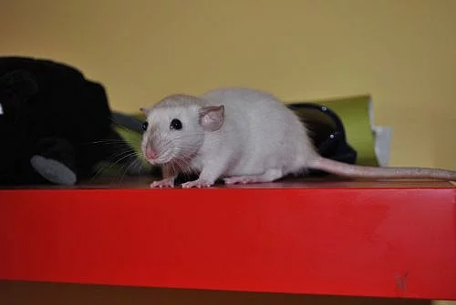 Potkaní miminka