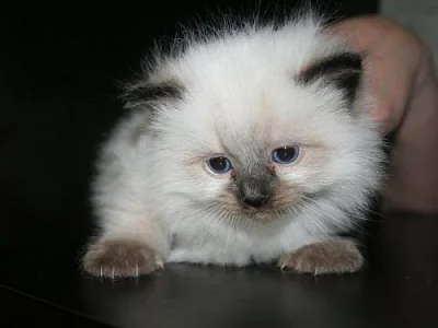 koťátka Ragdoll s PP