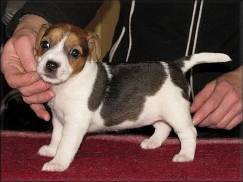 Jack russell terier