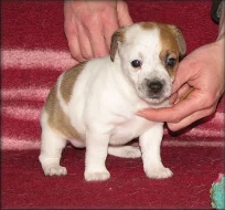 Jack russell terier
