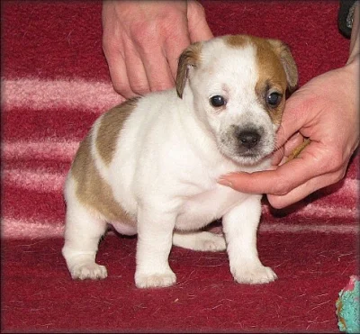 Jack russell terier