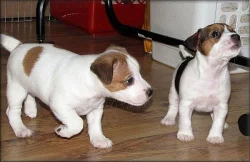 Jack russell terier