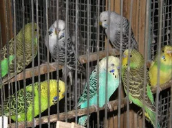 Agapornis škraboškový a fišerův
