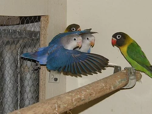 Agapornis škraboškový a fišerův