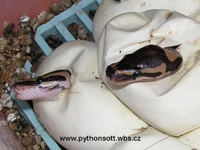 Krajta královská - python regius ODCHOV 2010