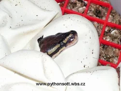 Krajta královská - python regius ODCHOV 2010