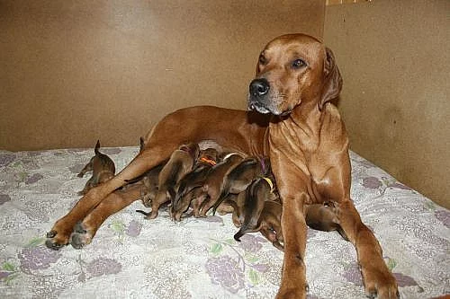 Rhodesian Ridgeback – štěňata s PP