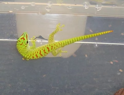 FELZUMA MADAGASKARSKÁ
