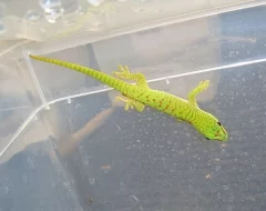 FELZUMA MADAGASKARSKÁ
