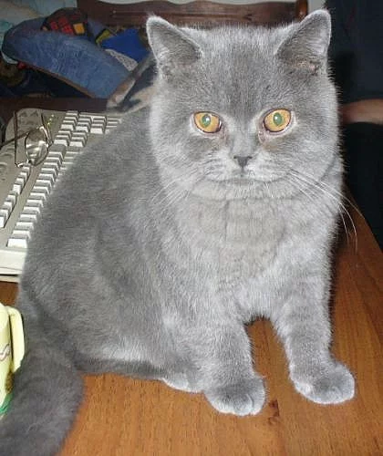 Britská koťata s PP
