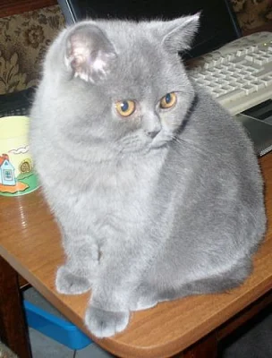 Britská koťata s PP