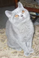 Britská koťata s PP
