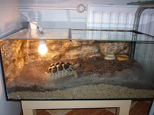 Prodam terarium