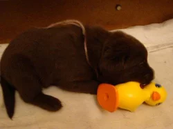 Prodám štěňata labradorského retrievra