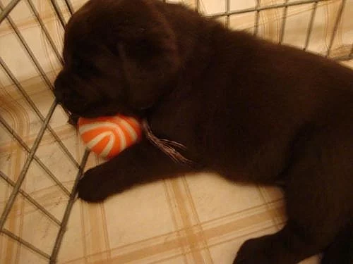 Prodám štěňata labradorského retrievra