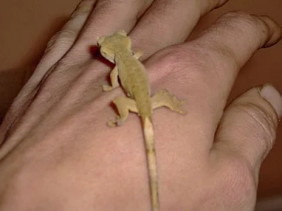 Rhacodactylus ciliatus a Basiliscus plumifrons