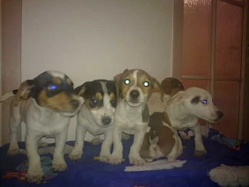 jack russel terier štěnátka na prodej