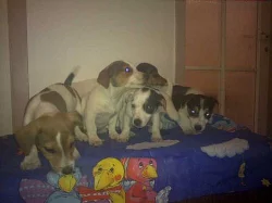 jack russel terier štěnátka na prodej