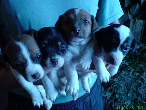 stenata JRT