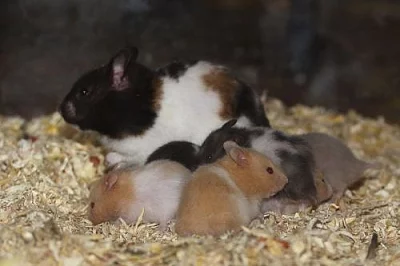 Barevná mláďátka syrských křečků