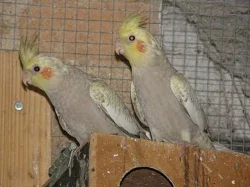 Agapornis škraboškový