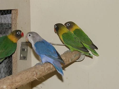 Agapornis škraboškový